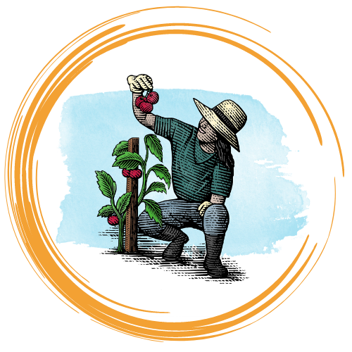 Illustration of a student farmer picking tomatoes