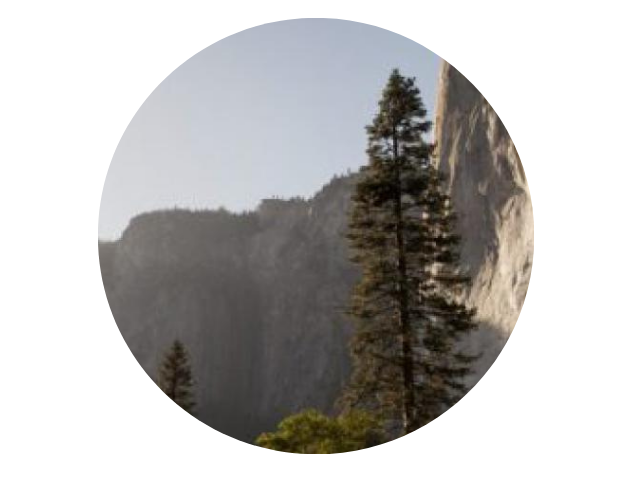 two tall trees